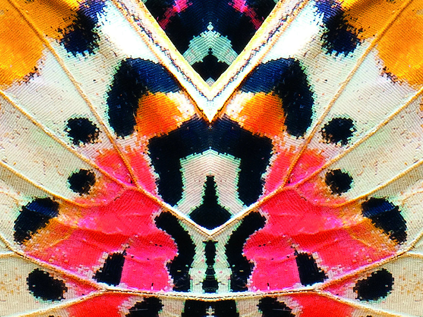 Khu Khu Fan- Social Butterfly